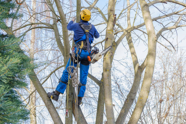 Best Lawn Disease Treatment  in Richfield Springs, NY